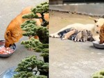 Chú chó trộm thịt cho bạn đời ăn để có sữa chăm con