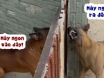 Hai chú chó đấu võ mồm