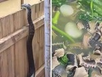 Ảnh vui 17-6: Cái kết của kẻ xoi mói