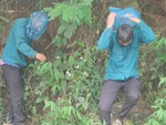 Cười sảng với thanh niên tay không bắt ong