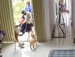 Chú chó nhảy hai chân mừng rỡ khi chủ về