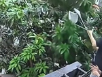 Kế hoạch trộm xoài hoàn hảo cho đến khi bị hàng xóm... lượm