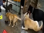 Chú chó cắn chủ bị đồng bọn dạy cho một bài học nhớ đời