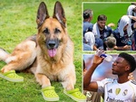 Chó nghiệp vụ đi dép Crocs gây sốt FIFA Club World Cup