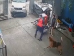 Shipper hú hồn với 'chó nhà em ngoan lắm, không cắn ai đâu'