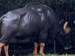 Ảnh vui 30-6: 'Cái câu 17 bẻ gãy sừng trâu nó... xưa rồi Diễm'
