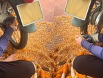 Cách tách hạt ngô khỏi lõi đơn giản mà nhiều người không biết