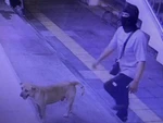 Mang chó cưng cùng đi cướp, thanh niên Thái 'vui được đúng 2 ngày'