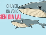 Tâm sự của hai mẹ con cá voi ở vùng biển Gia Lai