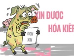 Chú heo bệnh vẫn 'cống hiến' hết mình cho nền ẩm thực