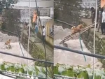 Hồi hộp cảnh giải cứu chú chó thoát dòng nước lũ