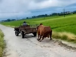 Máy cày mòn lốp vì kéo không lại bò