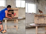 Gà mái cứu bạn đời thoát khỏi chuồng khi bị nhốt
