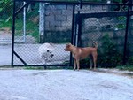 Hai chú chó đổi thái độ khi cánh cổng được mở ra