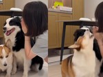Chú chó nổi quạu vì bị cô chủ 'nấu xói'
