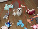 Ảnh vui 4-8: Khi chú chó nhà tôi đu trend 'sợi chỉ đỏ'