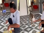 Chú chó biết làm đủ việc khi ông chủ sai bảo