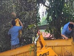 Lấy tổ ong không đồ bảo hộ, người đàn ông bị ong đốt u đầu