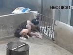 Bà chủ hú hồn khi thấy lợn ngủ say như chết