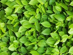 Thử tài tinh mắt: Châu chấu ẩn giấu ở đâu?
