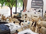 'Trộm vía nay shop được đón đoàn khách từ trên núi xuống'