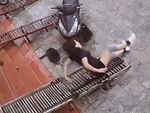 Cô gái ngã dập mông khi bước xuống cầu dắt xe