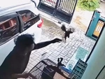Chàng trai có màn phản xạ bắt chim nhanh hơn mèo