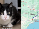 Chú mèo 'phượt thủ' đi bộ 250km từ Tây Ban Nha về Pháp vì một điều