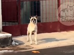 Chú chó 'quê muốn độn thổ' nhưng vẫn cố tỏ ra mình ổn