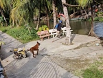 Người đàn ông thót tim khi thấy hàng xóm 'phi' từ nhà xuống hồ