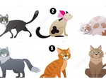 Quiz: Bạn thuộc kiểu người nào?
