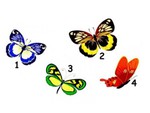 Quiz: Điều gì thu hút tâm hồn bạn nhất?