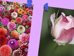 Quiz: Hoạt động nào bộc lộ khía cạnh đặc biệt của bạn?