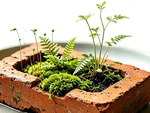 Rộ mốt đi nuôi... cục gạch