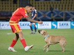 Trận đấu Nations League bị gián đoạn vì... chú chó đi dạo