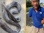 Dân mạng gọi cụ ông kẹp rắn hổ mang về nhà sau khi bị cắn là Dương Quá