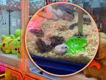 Chịu nổi không: Nhét chuột hamster vào... máy gắp thú bông