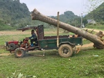 Cô gái một mình đưa cây xoan khủng lên thùng xe