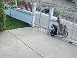 Ông chủ lùi xe máy ra cổng kiểu ngược đời để chó cưng không theo