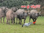 Đàn trâu chạy té khói vì bong bóng hình ngựa