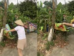 Cô gái suýt u đầu khi hứng mít