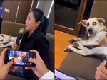 Chó cưng hú hồn với giọng hát của cô chủ