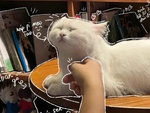 Trào lưu chỉnh ảnh 'vẽ doodle bằng AI' gây tranh cãi