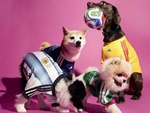 Thú cưng cũng ‘lên đồ’ mùa World Cup năm nay