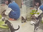 Chú mèo biết lấy ghế cho cô chủ ngồi