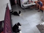 Hai chú chó dùng kế 'điệu hổ ly sơn' lừa ông chủ