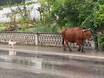 Chú chó thông minh giúp gia chủ chăn bò