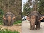 Sự thật về bức ảnh chú voi con 'cute phô mai que' đang viral