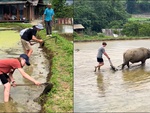 Du khách Tây trải nghiệm cách làm ruộng của bà con Tây Bắc