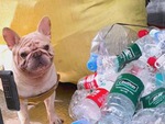 Chú chó kiếm hàng trăm triệu đồng nhờ nhặt ve chai